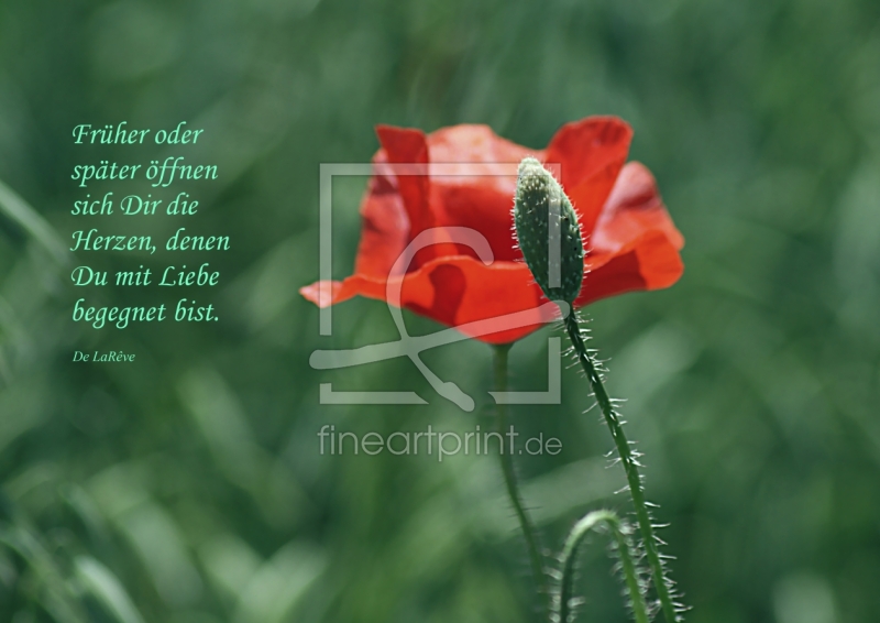 frei wählbarer Bildausschnitt für Ihr Bild auf Poster