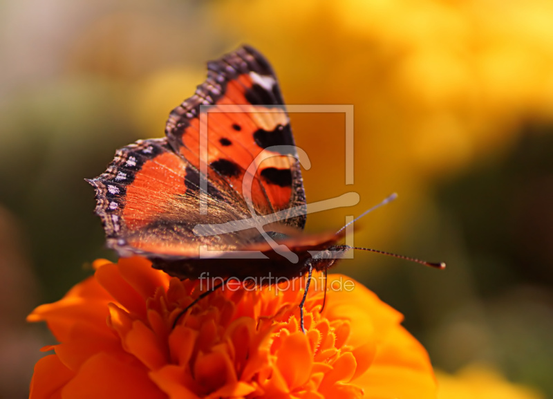 frei w&auml;hlbarer Bildausschnitt f&uuml;r Ihr Bild auf Poster