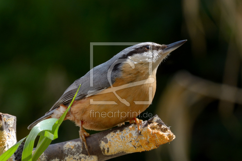 frei w&auml;hlbarer Bildausschnitt f&uuml;r Ihr Bild auf Poster