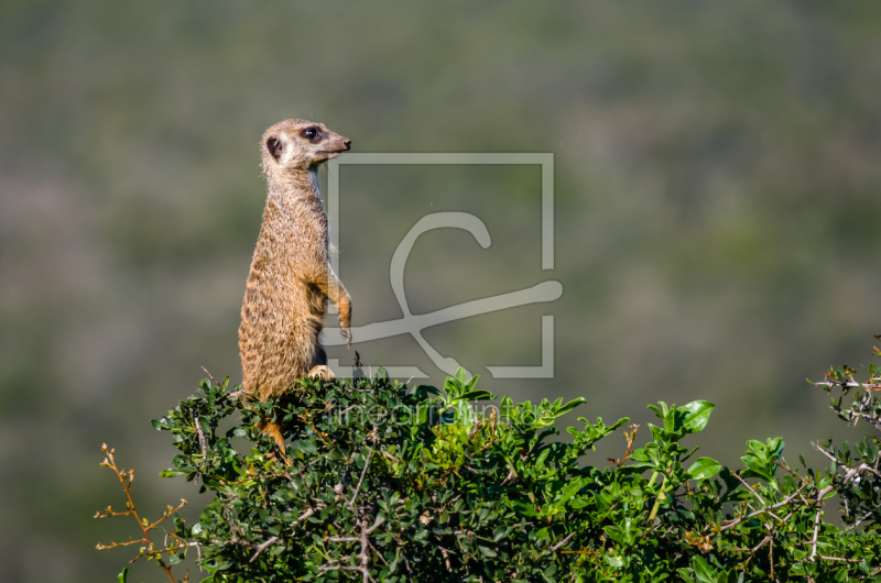 frei w&auml;hlbarer Bildausschnitt f&uuml;r Ihr Bild auf Poster