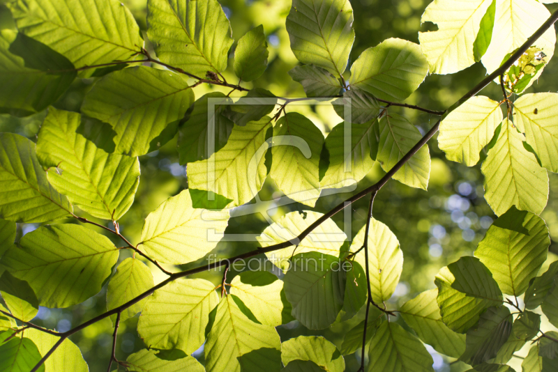 frei w&auml;hlbarer Bildausschnitt f&uuml;r Ihr Bild auf Poster
