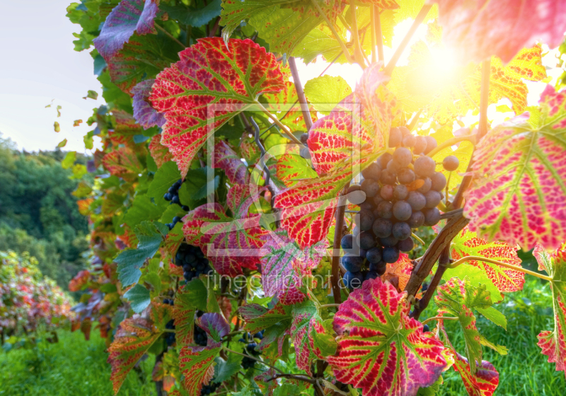 frei w&auml;hlbarer Bildausschnitt f&uuml;r Ihr Bild auf Poster