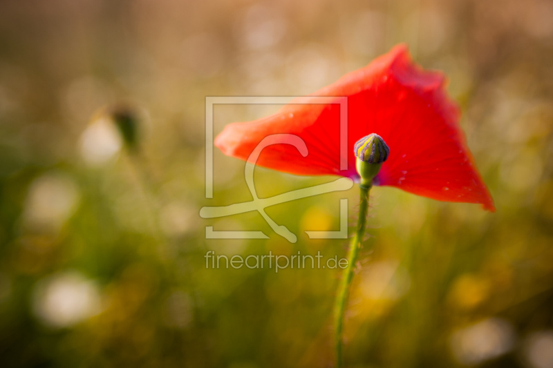 frei w&auml;hlbarer Bildausschnitt f&uuml;r Ihr Bild auf Poster