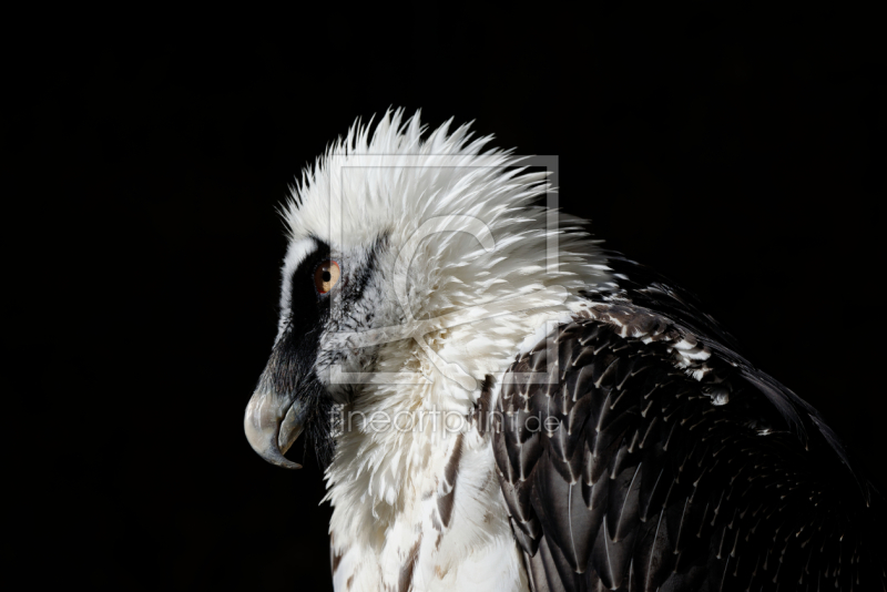 frei w&auml;hlbarer Bildausschnitt f&uuml;r Ihr Bild auf Poster