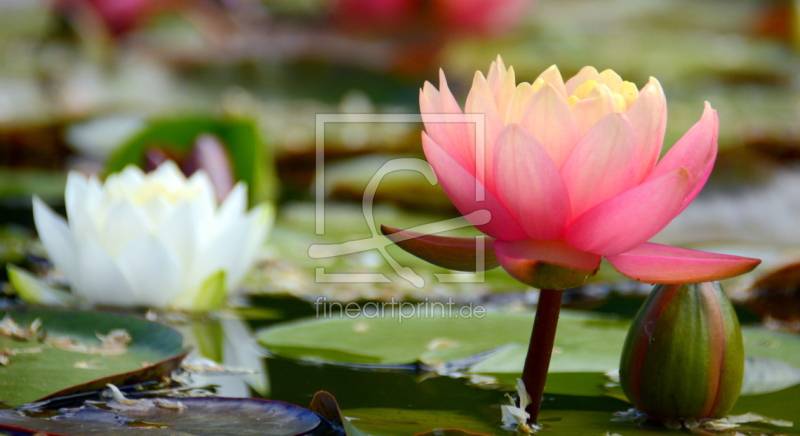 frei w&auml;hlbarer Bildausschnitt f&uuml;r Ihr Bild auf Poster