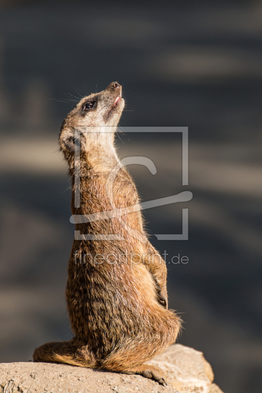 frei w&auml;hlbarer Bildausschnitt f&uuml;r Ihr Bild auf Poster