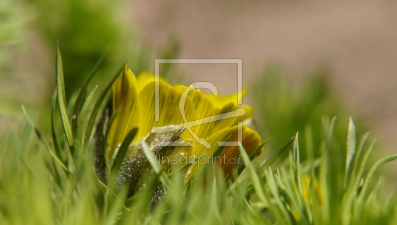 frei w&auml;hlbarer Bildausschnitt f&uuml;r Ihr Bild auf Poster