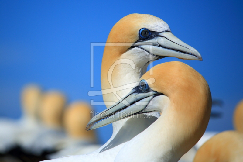 frei w&auml;hlbarer Bildausschnitt f&uuml;r Ihr Bild auf Poster
