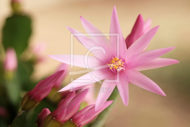 frei w&auml;hlbarer Bildausschnitt f&uuml;r Ihr Bild auf Poster