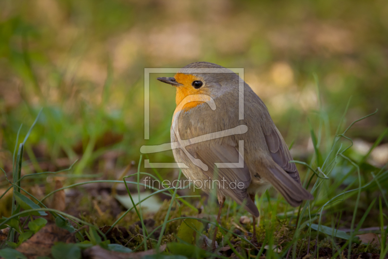 frei w&auml;hlbarer Bildausschnitt f&uuml;r Ihr Bild auf Poster