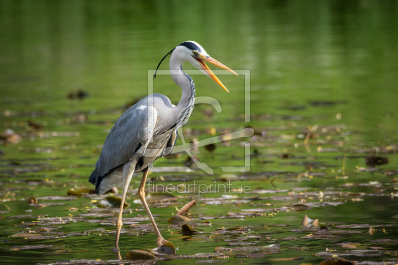 frei w&auml;hlbarer Bildausschnitt f&uuml;r Ihr Bild auf Poster