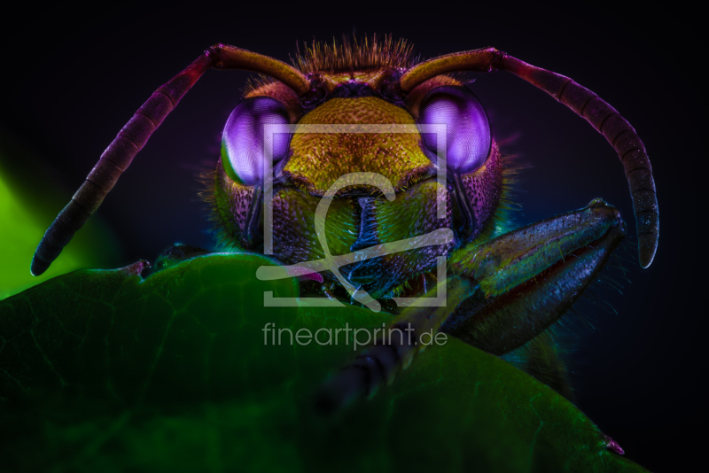 frei w&auml;hlbarer Bildausschnitt f&uuml;r Ihr Bild auf Poster