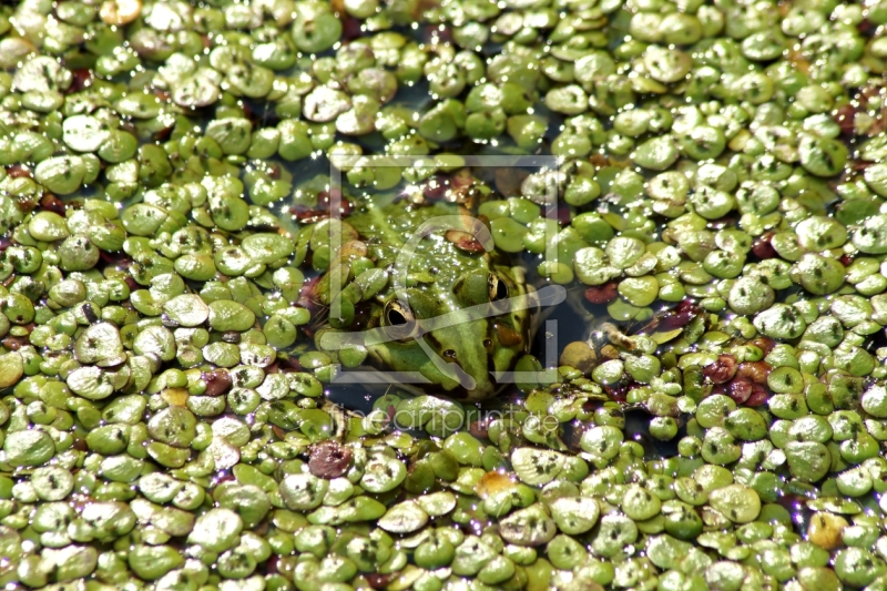 frei w&auml;hlbarer Bildausschnitt f&uuml;r Ihr Bild auf Poster