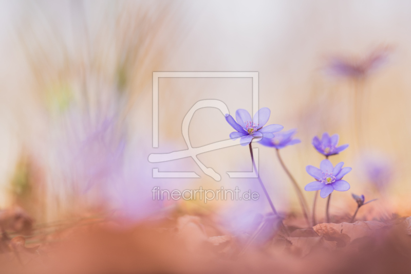 frei w&auml;hlbarer Bildausschnitt f&uuml;r Ihr Bild auf Poster