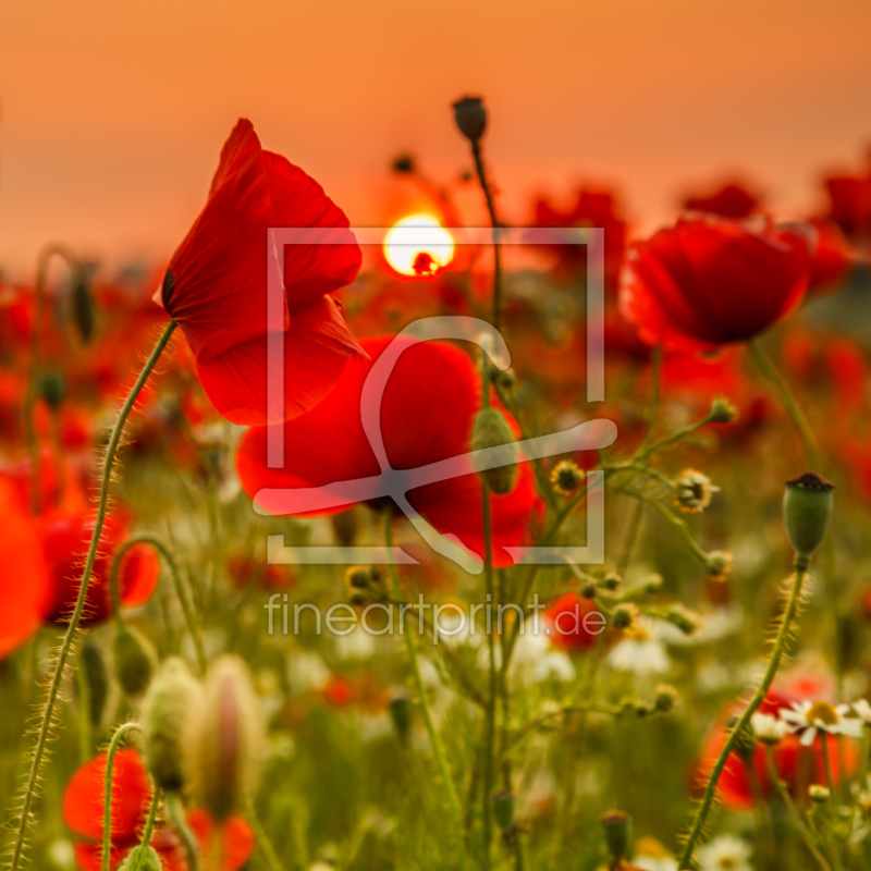 frei w&auml;hlbarer Bildausschnitt f&uuml;r Ihr Bild auf Poster