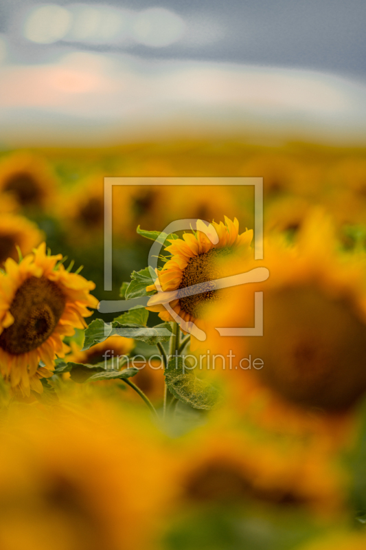 frei w&auml;hlbarer Bildausschnitt f&uuml;r Ihr Bild auf Poster