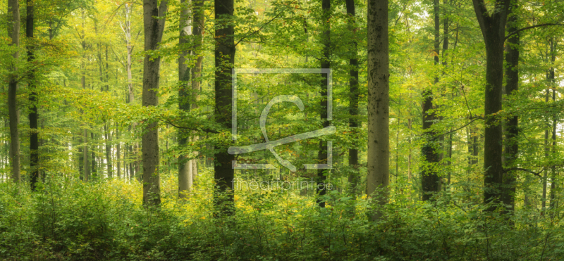 frei wählbarer Bildausschnitt für Ihr Bild auf Poster