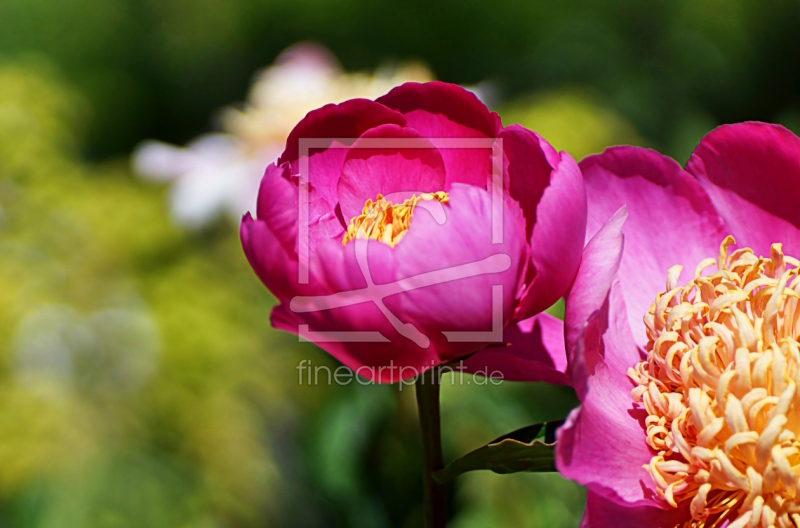 frei w&auml;hlbarer Bildausschnitt f&uuml;r Ihr Bild auf Poster