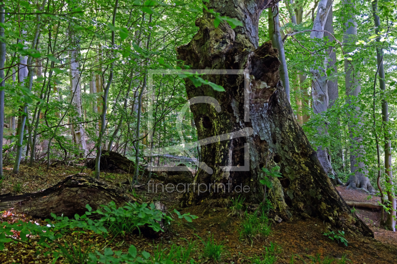 frei w&auml;hlbarer Bildausschnitt f&uuml;r Ihr Bild auf Poster