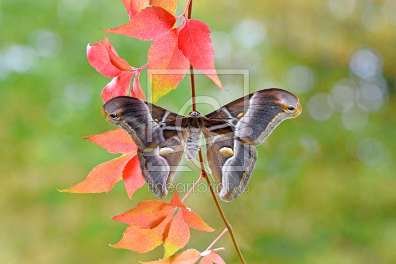 frei w&auml;hlbarer Bildausschnitt f&uuml;r Ihr Bild auf Poster
