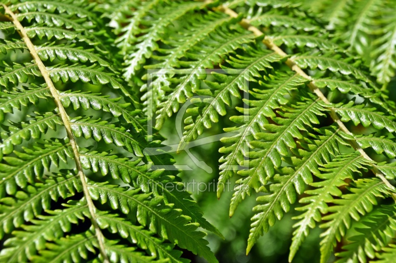 frei w&auml;hlbarer Bildausschnitt f&uuml;r Ihr Bild auf Poster