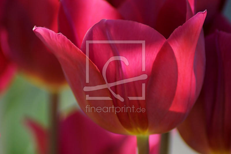 frei w&auml;hlbarer Bildausschnitt f&uuml;r Ihr Bild auf Poster