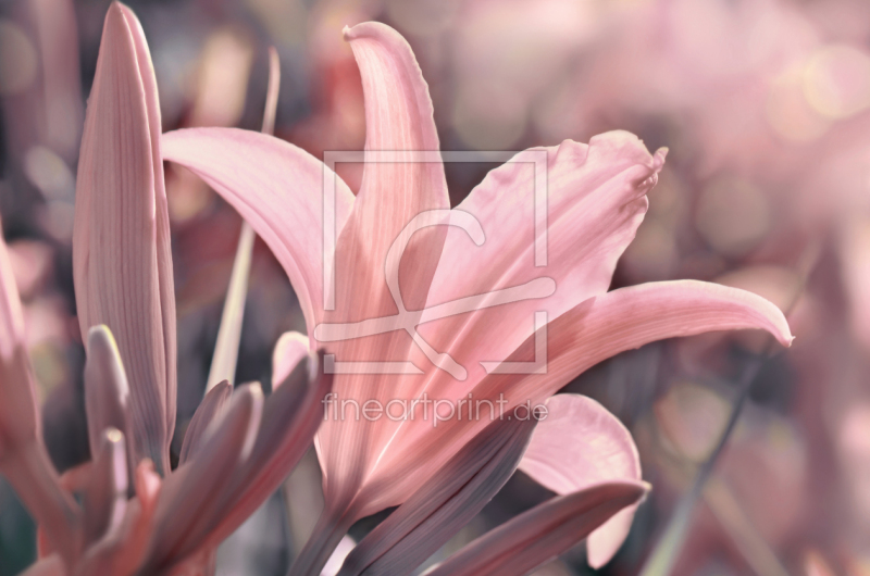 frei wählbarer Bildausschnitt für Ihr Bild auf Poster