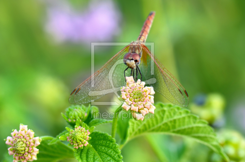 frei w&auml;hlbarer Bildausschnitt f&uuml;r Ihr Bild auf Poster
