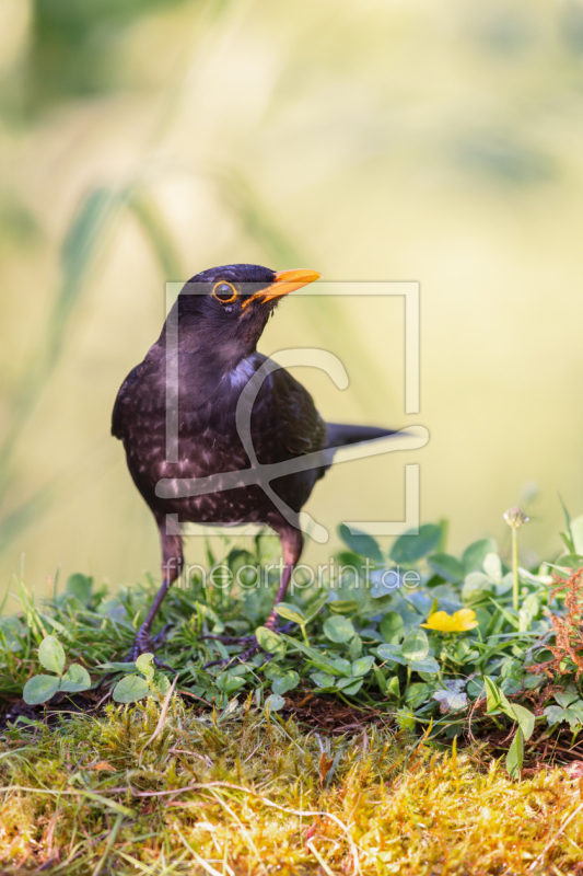frei w&auml;hlbarer Bildausschnitt f&uuml;r Ihr Bild auf Poster