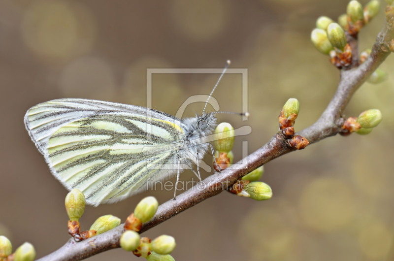 frei w&auml;hlbarer Bildausschnitt f&uuml;r Ihr Bild auf Poster