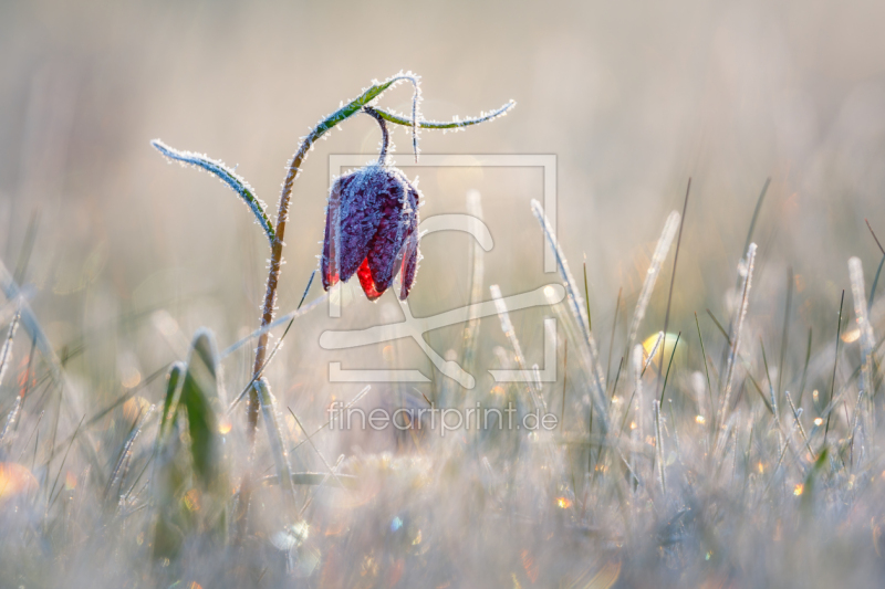 frei wählbarer Bildausschnitt für Ihr Bild auf Poster