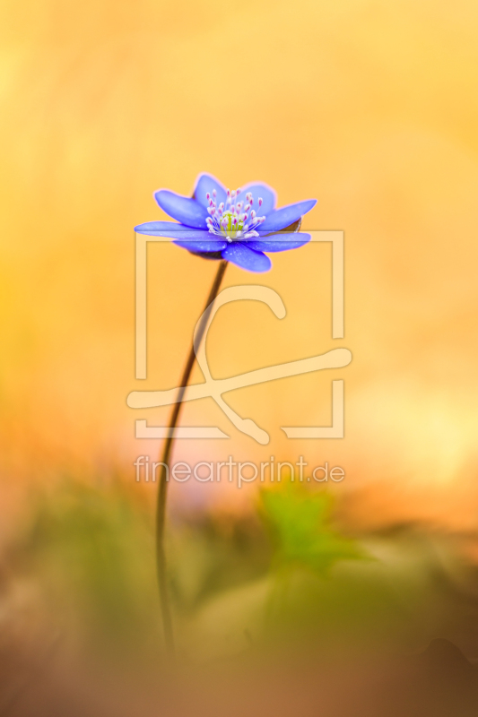 frei w&auml;hlbarer Bildausschnitt f&uuml;r Ihr Bild auf Poster