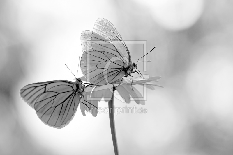 frei w&auml;hlbarer Bildausschnitt f&uuml;r Ihr Bild auf Poster