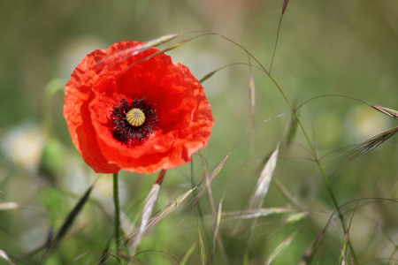 Bild-Nr: 11515833 Mohnblüte Erstellt von: FotoDeHRO