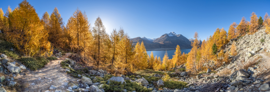 Bild-Nr: 12847319 Goldene Lärchenbäume am Silsersee Erstellt von: eyetronic