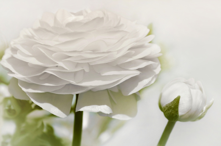 Bild-Nr: 12910117 Ranunkel Erstellt von: Atteloi