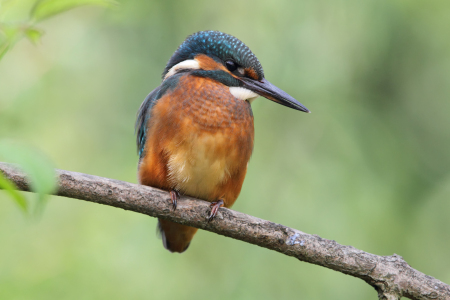 Bild-Nr: 12931428 Eisvogel Erstellt von: DirkR