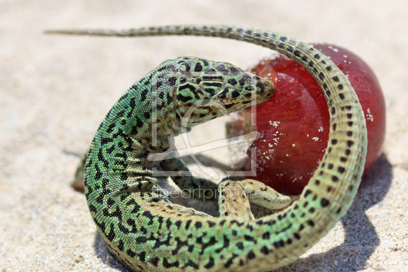frei w&auml;hlbarer Bildausschnitt f&uuml;r Ihr Bild auf Schieferplatte