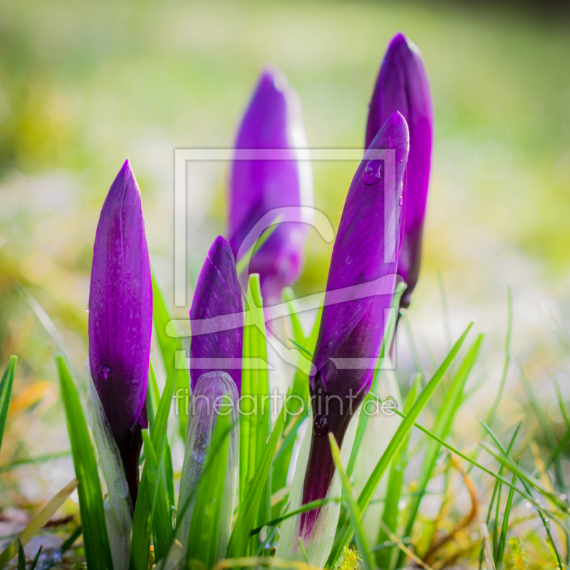 frei w&auml;hlbarer Bildausschnitt f&uuml;r Ihr Bild auf Schieferplatte