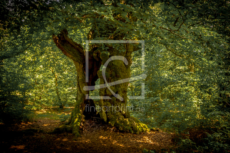 frei w&auml;hlbarer Bildausschnitt f&uuml;r Ihr Bild auf Schieferplatte