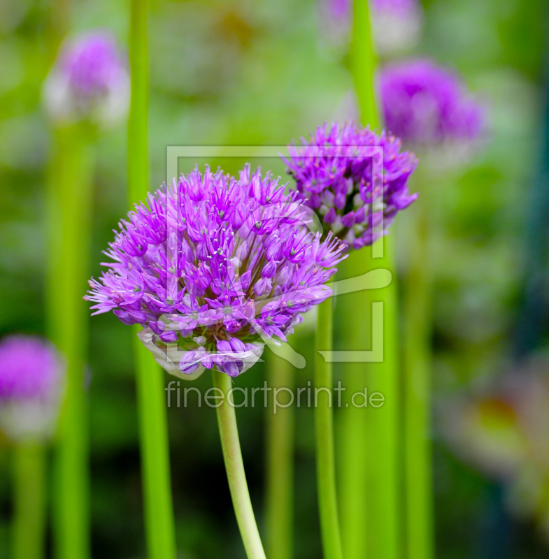 frei w&auml;hlbarer Bildausschnitt f&uuml;r Ihr Bild auf Schieferplatte