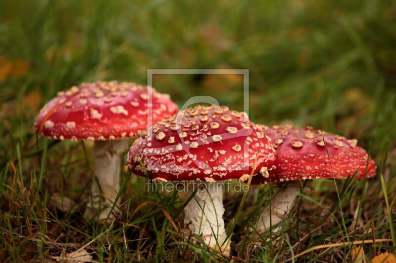 frei w&auml;hlbarer Bildausschnitt f&uuml;r Ihr Bild auf Schieferplatte