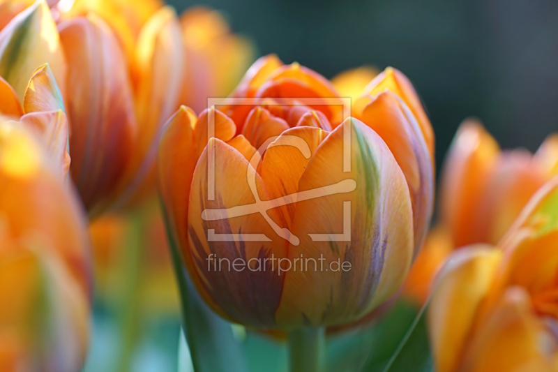 frei w&auml;hlbarer Bildausschnitt f&uuml;r Ihr Bild auf Schieferplatte