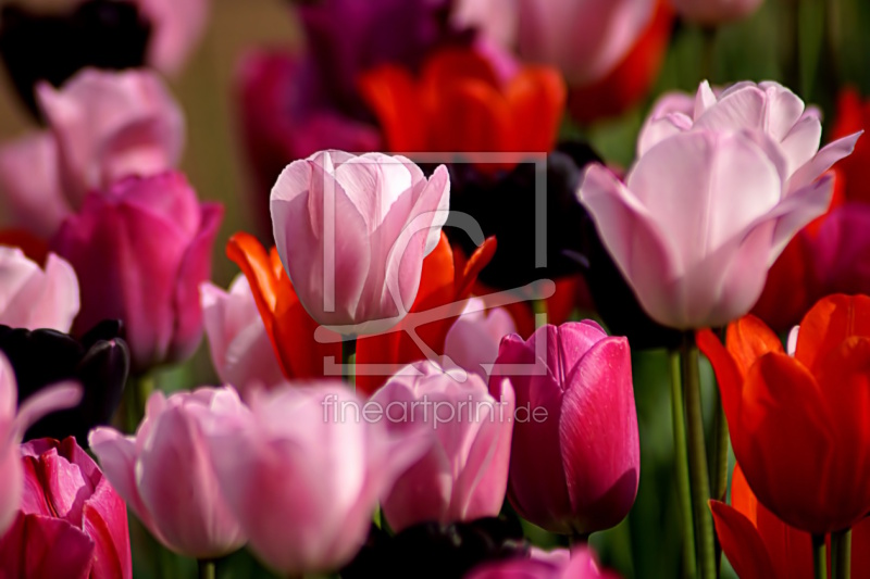 frei w&auml;hlbarer Bildausschnitt f&uuml;r Ihr Bild auf Schieferplatte