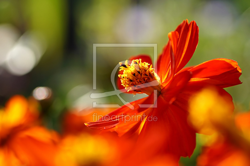 frei w&auml;hlbarer Bildausschnitt f&uuml;r Ihr Bild auf Schieferplatte