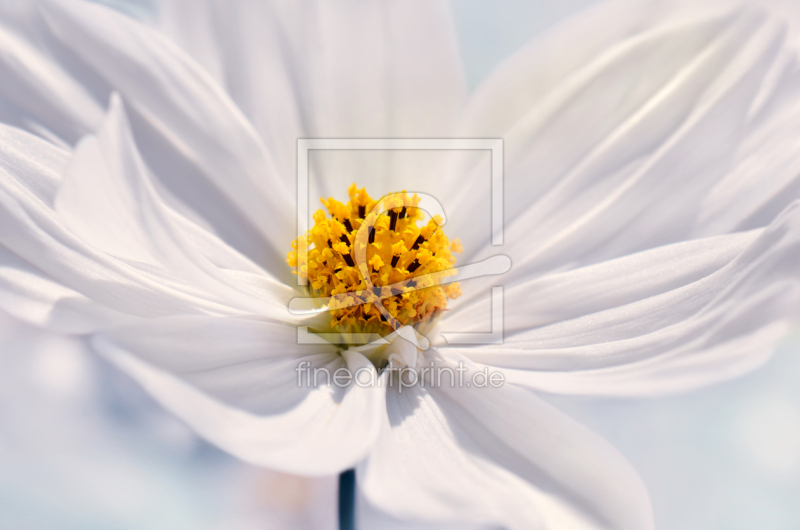 frei wählbarer Bildausschnitt für Ihr Bild auf Schieferplatte
