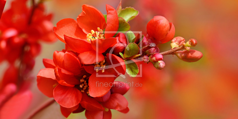 frei w&auml;hlbarer Bildausschnitt f&uuml;r Ihr Bild auf Schieferplatte