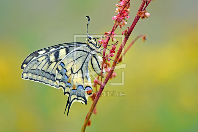 frei w&auml;hlbarer Bildausschnitt f&uuml;r Ihr Bild auf Schieferplatte