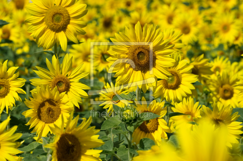 frei w&auml;hlbarer Bildausschnitt f&uuml;r Ihr Bild auf Schieferplatte