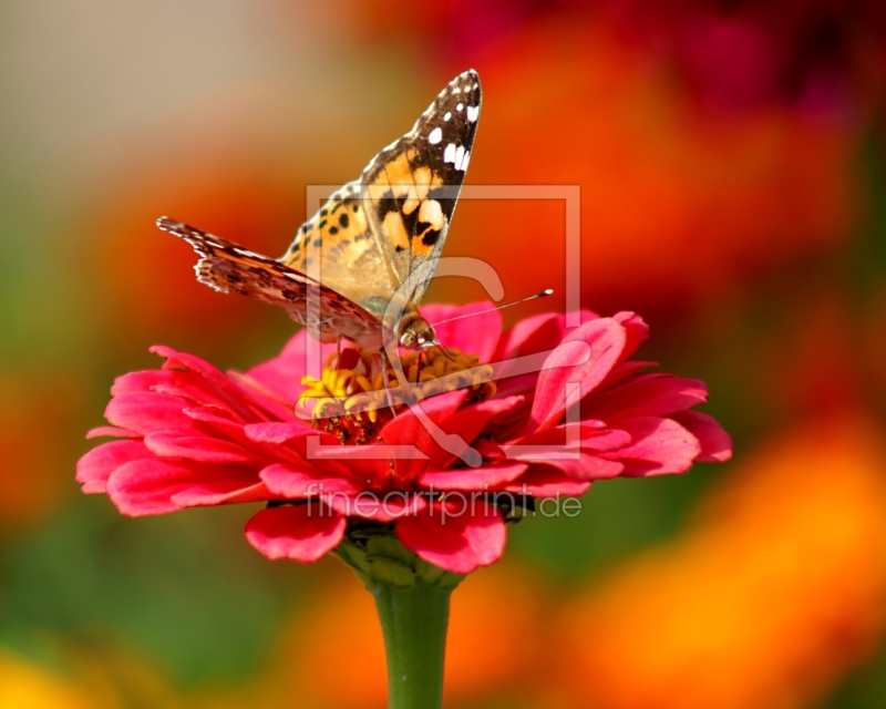frei w&auml;hlbarer Bildausschnitt f&uuml;r Ihr Bild auf Schieferplatte
